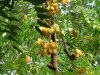 06starfruit.jpg