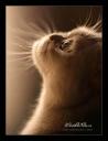 meo_hoang