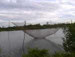 Hovinh