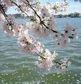 nh0c_sakura_00